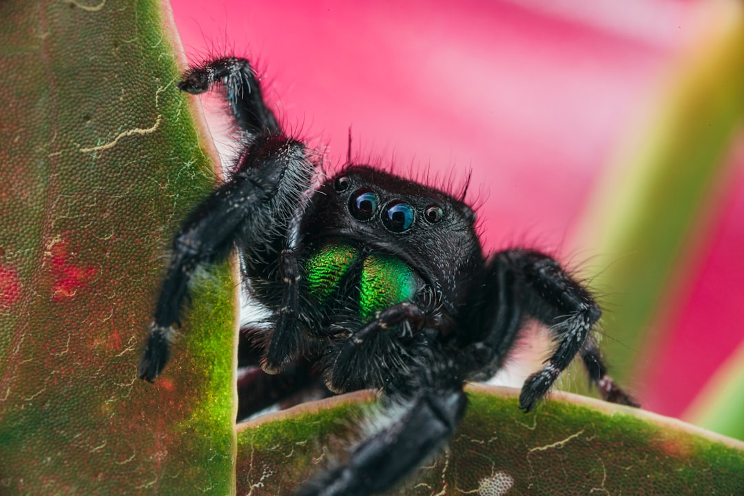 Jumping Spider for Sale: Your New Eight-Legged Pet